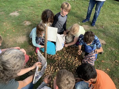 Foto des Albums: Kartoffelfest
