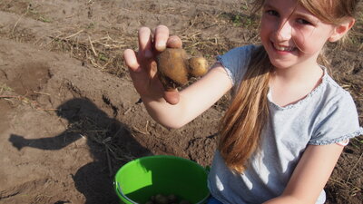 Foto des Albums: Kartoffelfest