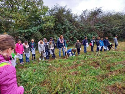 Foto des Albums: Kartoffelprojekt Klasse 4-2021