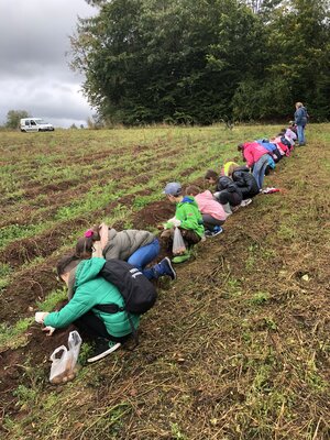 Foto des Albums: Kartoffelprojekt Klasse 4-2021