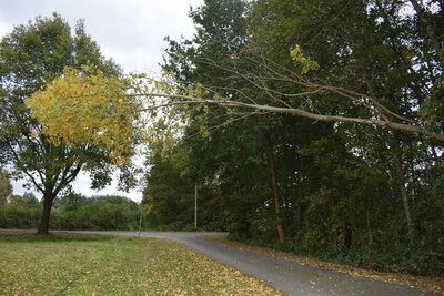 Foto des Albums: 2021-10-20_Baum_Straße
