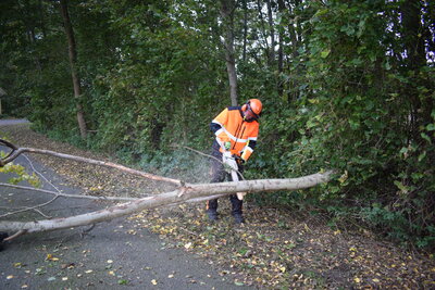 Foto des Albums: 2021-10-20_Baum_Straße