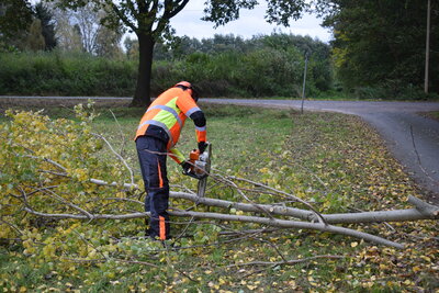 Foto des Albums: 2021-10-20_Baum_Straße