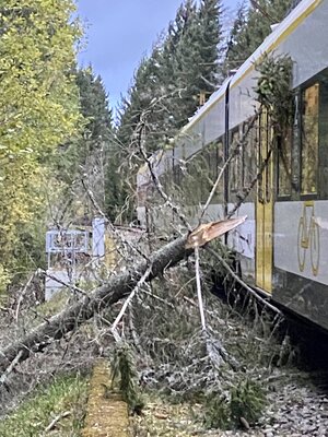 Foto des Albums: H3 Baum auf Zug (21. 10. 2021)