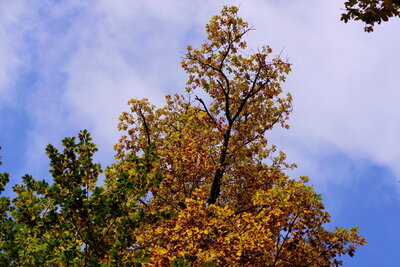 Herbst im S&uuml;ntel  (Bild vergr&ouml;&szlig;ern)