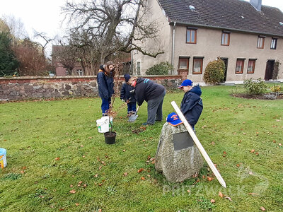 Die Linde in Buchholz fand ihren Platz gegen&uuml;ber dem Ger&auml;tehaus an der Dorfstra&szlig;e. Foto: Privat  (Bild vergr&ouml;&szlig;ern)
