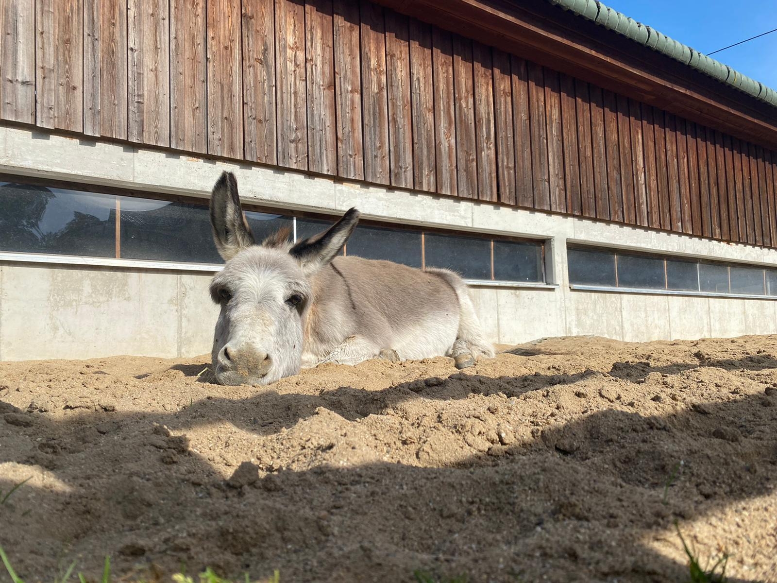 Bild: Felix