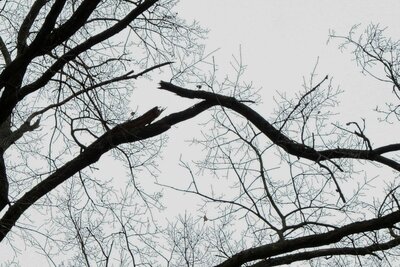 Foto des Albums: Einsatz 301/2021 - Ast