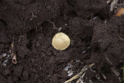 Keltische Goldm&uuml;nze in Fundlage. Foto W. Herkt  (Bild vergr&ouml;&szlig;ern)