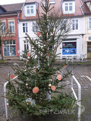 Foto des Albums: Weihnachtsbaumaktion brachte tolle Ergebnisse