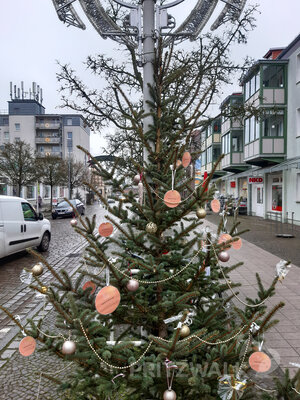 Foto des Albums: Weihnachtsbaumaktion brachte tolle Ergebnisse