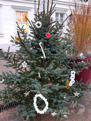 Foto des Albums: Weihnachtsbaumaktion brachte tolle Ergebnisse