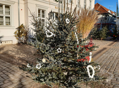 Foto des Albums: Weihnachtsbaumaktion brachte tolle Ergebnisse