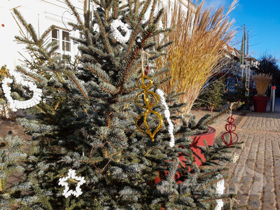 Foto des Albums: Weihnachtsbaumaktion brachte tolle Ergebnisse