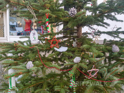 Foto des Albums: Weihnachtsbaumaktion brachte tolle Ergebnisse