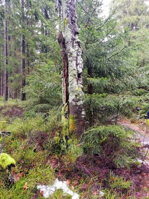 Foto des Albums: Jahresabschlusswanderung 2021