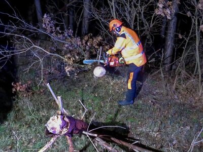 Foto des Albums: Einsatz 003/2022 - Baum