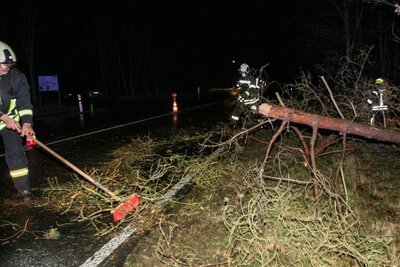 Foto des Albums: Einsatz 003/2022 - Baum