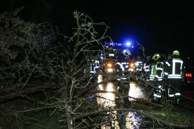 Foto des Albums: Einsatz 003/2022 - Baum