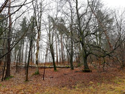 Foto des Albums: Rundwanderung um den Galgenberg bei Marktleuten
