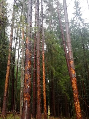 Foto des Albums: Rundwanderung um den Galgenberg bei Marktleuten