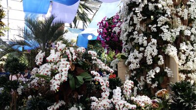 Foto des Albums: Bodenseetag Insel Mainau
