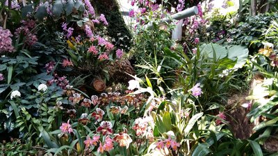 Foto des Albums: Bodenseetag Insel Mainau