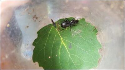 Foto des Albums: Naturparkmodul: Wald (Klasse 1a und 1b)