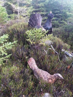 Foto des Albums: Naturparkmodul Auerhuhn