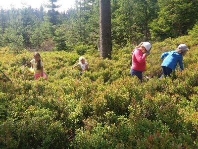 Foto des Albums: Heidelbeeren und Auerhahn – Naturparkmodul am Kaltenbronn