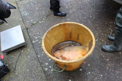 Karpfen und Hechte geh&ouml;rten zum Hauptfang am Vormittag 