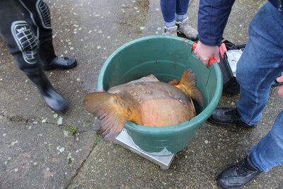 unter einigen Exemplaren st&ouml;hnte die Waage 