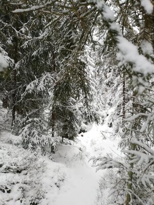 Foto des Albums: Winterschneeschuhrundwanderung bei Schönwald über Steinbruch, Sandgrube zum Pfarrhaus und Kleppermühle