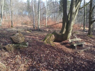 Naturdenkmal?  (Bild vergr&ouml;&szlig;ern)