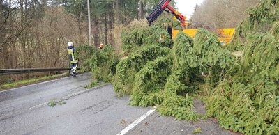 Foto des Albums: Baum auf Fahrbahn - L3047