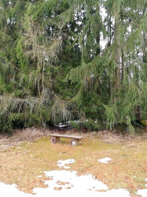 Foto des Albums: Kleine Rundwanderung nahe dem Birkenbach ab Wanderparkplatz Meierhof Forsthaus zwischen Vordorf und Weißenstadt