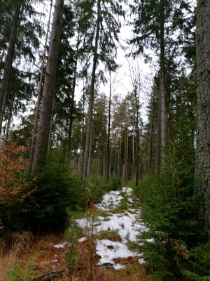 Foto des Albums: Kleine Rundwanderung nahe dem Birkenbach ab Wanderparkplatz Meierhof Forsthaus zwischen Vordorf und Weißenstadt