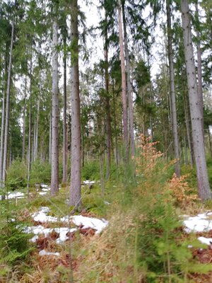 Foto des Albums: Kleine Rundwanderung nahe dem Birkenbach ab Wanderparkplatz Meierhof Forsthaus zwischen Vordorf und Weißenstadt
