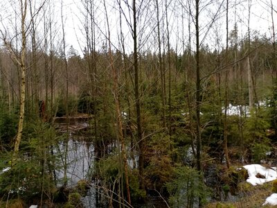 Foto des Albums: Kleine Rundwanderung nahe dem Birkenbach ab Wanderparkplatz Meierhof Forsthaus zwischen Vordorf und Weißenstadt