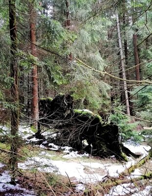 Foto des Albums: Kleine Rundwanderung nahe dem Birkenbach ab Wanderparkplatz Meierhof Forsthaus zwischen Vordorf und Weißenstadt