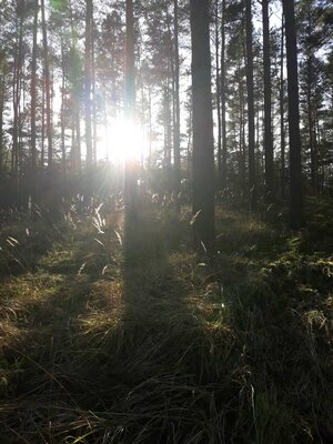 Foto des Albums: Wanderung nach Friedrichshöhe (12. 02. 2022)