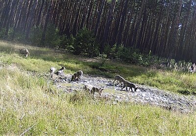 Foto des Albums: Wolfssichtung D. Becker Feb. 2022