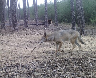 Foto des Albums: Wolfssichtung D. Becker Feb. 2022