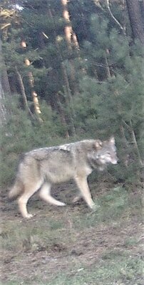 Foto des Albums: Wolfssichtung D. Becker Feb. 2022