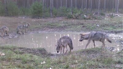 Foto des Albums: Wolfssichtung D. Becker Feb. 2022