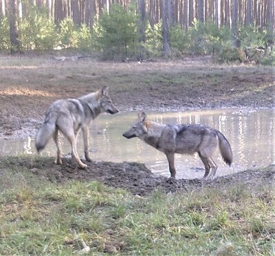Foto des Albums: Wolfssichtung D. Becker Feb. 2022