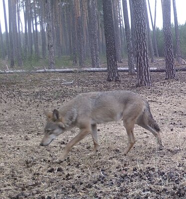 Foto des Albums: Wolfssichtung D. Becker Feb. 2022