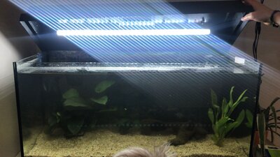 Foto des Albums: Aquarium