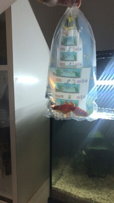 Foto des Albums: Aquarium