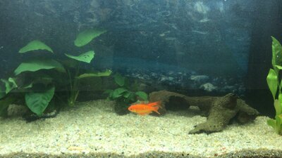 Foto des Albums: Aquarium